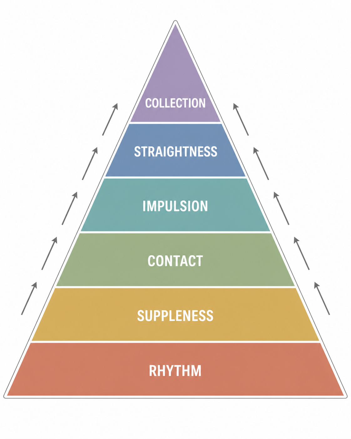 training scale Think of the training scales as a siroal, not a one-way ladder. you revisit the lower steps again and again, each time with a more educated horse and rider.